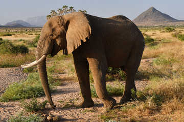 Obraz na płótnie Canvas Elefant in Afrika