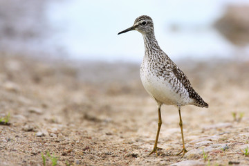 Single Wood sandpiper bird on grassy wetlands during a spring nesting period
