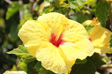 Hibiskus-Blüte am La‘ie Hawaii Temple Oahu Hawaii USA © eickys