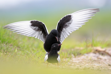 Pair of White-winged Black Tern birds on grassy wetlands during a spring nesting period