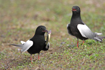 Pair of White-winged Black Tern birds on grassy wetlands during a spring nesting period