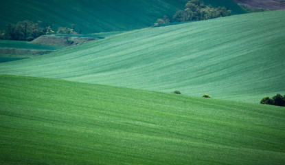 Green spring field abstract background