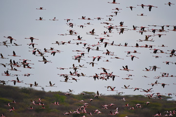 Flamingos fliegen 