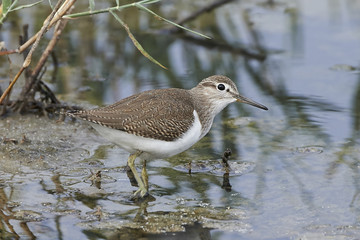 Common sandpiper looking for food in its habitat
