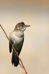 Single Great Reed Warbler on a tree branch during a spring period