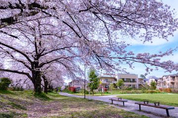 Japan Sakura flower park or cherry blossom full bloom in spring season .