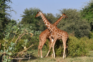 Giraffen im Samburu Nationalpark