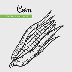 Hand drawn isolated corn