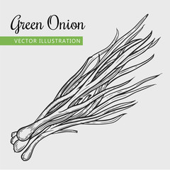 Hand drawn isolated green onion