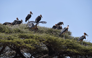 Marabus auf Schirmakazie