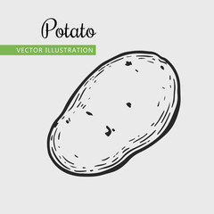 Hand drawn isolated potato