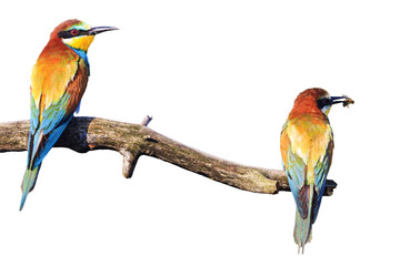 pair of beautiful birds sitting on a branch isolated on white