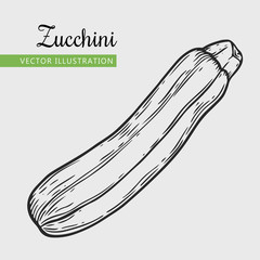 Hand drawn isolated zucchini