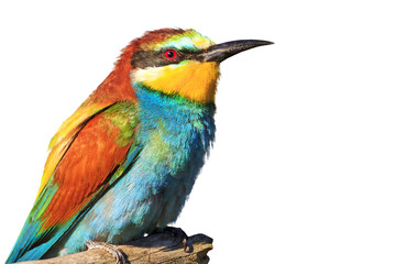 bright colors of birds on feathers