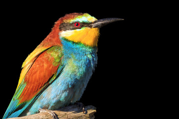 bright natural colors in birds on feathers