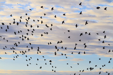 birds return home