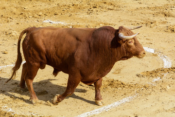 Toro de lidia en la arena de una plaza de toros. España