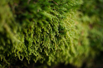 National Park Harz