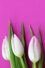 Zarte weiße Tulpen - Rosa Hintergrund
