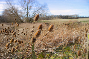 A field of teasel (dipsacus) in the winter in Scotland in soft focus.