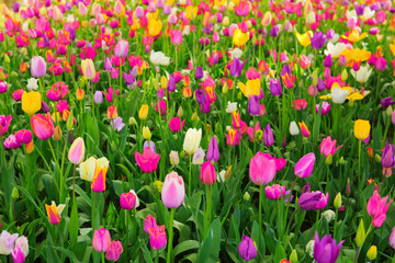 Fototapeta premium Colorful tulips background.