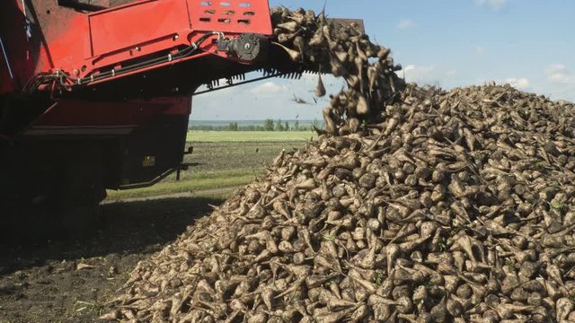 Agricultural machinery. Combine harvester unloading beetroots of sugar beet in the pile on the field. 4K