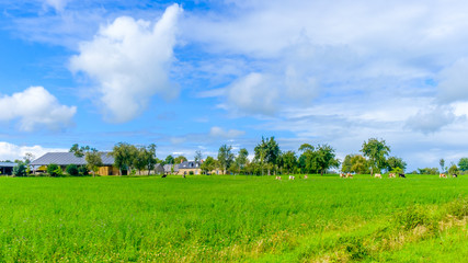 Farmland in the Orne countryside on a summer day, Normandy  France	