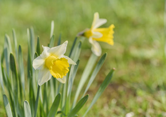 Jonquil in meadow. Spring flower and defocused nature green in background.