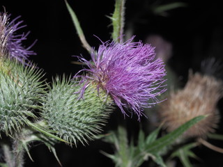 Buds and flowers of Thistle plants. Prickly plant.