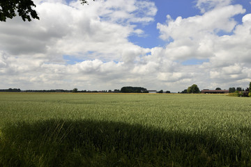 Gruene Wiese mit Baeumen, blauem Himmel und Wolkenh, Green meadow with trees blue scy and clouds