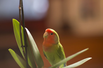 parrot bird rose coly