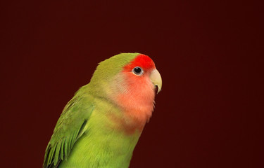 rose coly bird parrot
