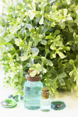 Lime oil skin and hair care home spa. Bottles with blue oil, green leaves. White board background