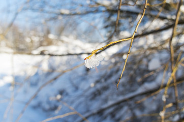 Branch with kidneys with ice crystal