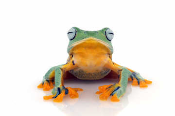 Tree frog, flying frog, frog on white background
