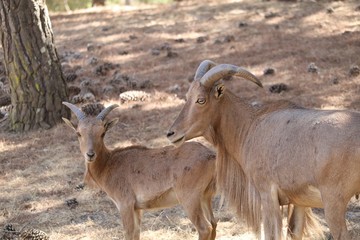 Barbary sheep 1