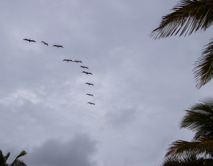 Seagulls flying in overcast sky