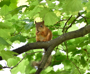 Red squirrel eating a nut on a tree branch