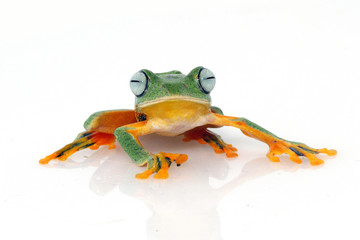 Tree frog, flying frog, frog on white background