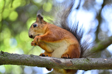 Red squirrel eating a nut on a tree branch