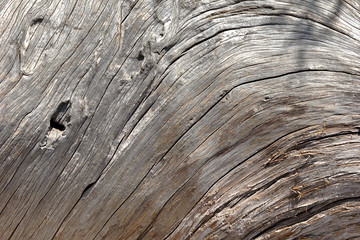 Natural wooden texture of the mountain trees
