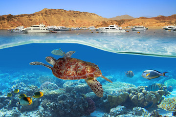 Fototapeta premium Żółw pływanie pod wodą w Morzu Czerwonym, Egipt
