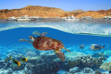 Photo sur Plexiglas Tortue Tortue nageant sous l& 39 eau en Mer Rouge, Egypte