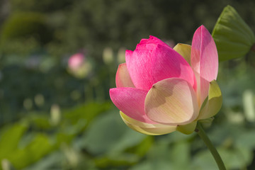Fiore Rosa di Ninfea 