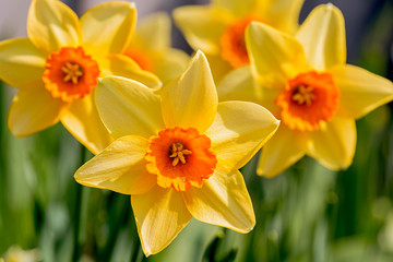 Geel met een oranje kopje narcissen in de lentetuin.