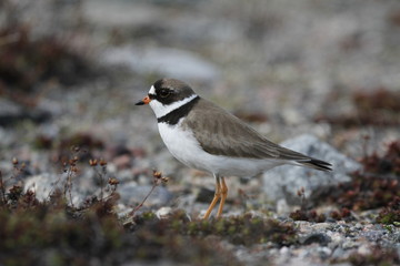 Adult Semipalmated Plover showing a side profile while standing on a rocky arctic tundra