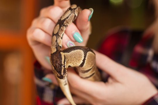 A woman is holding a small royal python in her hands. Snake close up. Contact zoo.