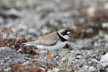 Adult Semipalmated Plover showing a side profile while standing on a rocky arctic tundra