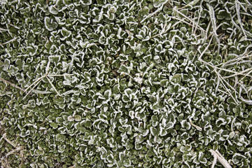 Naklejka premium Leaves Snowy plants