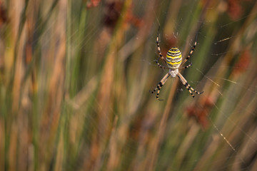 argiope sur sa toile
